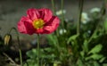 Red california poppy Royalty Free Stock Photo