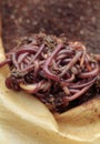 Red californian compost worms in coffee Royalty Free Stock Photo