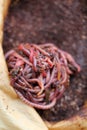 Red californian compost worms in coffee Royalty Free Stock Photo