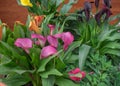 Red Calla beautiful flowers growing in greenhouse Royalty Free Stock Photo