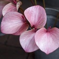 Red Calla Bog Arum, Marsh Calla, Wild Calla, and Water-arum is a genus of flowering plant in family Araceae, containing the Royalty Free Stock Photo