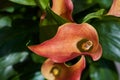 Red calla flowers closeup Royalty Free Stock Photo
