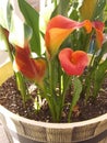 Red calla lilies Royalty Free Stock Photo