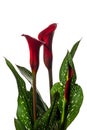 Red Calla Lilly flower with leaves on a white background Royalty Free Stock Photo