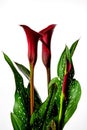 Red Calla Lilly flower with leaves on a white background Royalty Free Stock Photo