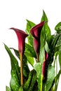 Red Calla Lilly flower with leaves on a white background Royalty Free Stock Photo