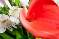 Red calla lily in closeup Royalty Free Stock Photo