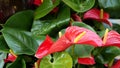 Red calla lily flower, dark green leaves. Elegant maroon floral blossom. Exotic tropical jungle rainforest, stylish Royalty Free Stock Photo