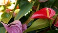 Red calla lily flower, dark green leaves. Elegant maroon floral blossom. Exotic tropical jungle rainforest, stylish Royalty Free Stock Photo