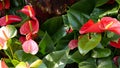 Red calla lily flower, dark green leaves. Elegant maroon floral blossom. Exotic tropical jungle rainforest, stylish Royalty Free Stock Photo