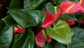 Red calla lily flower, dark green leaves. Elegant maroon floral blossom. Exotic tropical jungle rainforest, stylish Royalty Free Stock Photo