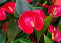 Red calla lily flowers growing in greenhouse. Royalty Free Stock Photo