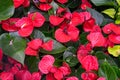 Red calla lily flowers growing in greenhouse Royalty Free Stock Photo