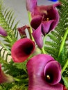 Red Calla Lily, genus Zantedeschia Royalty Free Stock Photo