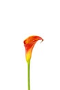 Red Calla lily isolated on white background Royalty Free Stock Photo