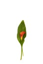 Red Calla lily with leaf isolated on white background Royalty Free Stock Photo