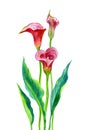 Red calla Zantedeschia with leaves, watercolor Royalty Free Stock Photo