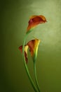 Red callas Royalty Free Stock Photo