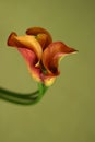 Red callas Royalty Free Stock Photo