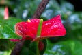Red callas in a garden Royalty Free Stock Photo