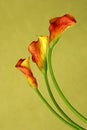 Red callas Royalty Free Stock Photo