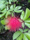 red calliandra flower is the type of flower that trigono bees like