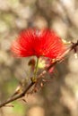 Red Calliandra Powder-puff flower - isolated alone Royalty Free Stock Photo