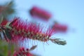 Red callistemon close up