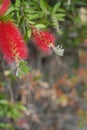 Red callistemon close up