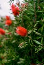 Red callistemon flowers on a green bush. Close-up Royalty Free Stock Photo