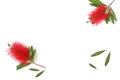 Red callistemon flowers onwhite background with room for graphic text or copy Royalty Free Stock Photo