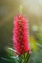 Red Callistemon flowers in the tropical garden of Bali, Indonesia Royalty Free Stock Photo