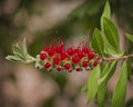 Red callistemon on the tree