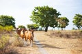 Red calves on a pasture in a field against a beautiful summer landscape, Selective focus. Baby cow, calf, livestock, animals Royalty Free Stock Photo