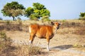 Red calves on a pasture in a field against a beautiful summer landscape, Selective focus. Baby cow, calf, livestock, animals Royalty Free Stock Photo