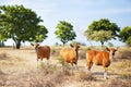 Red calves on a pasture in a field against a beautiful summer landscape, Selective focus. Baby cow, calf, livestock, animals Royalty Free Stock Photo