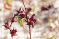 Red calyces of Roselle plants Hibiscus sabdariffa Royalty Free Stock Photo