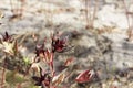 Red calyces of Roselle plants Hibiscus sabdariffa Royalty Free Stock Photo