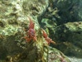 Red camel shrimp on rock under water