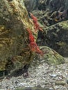 Red camel shrimp on rock under water