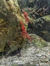 Red camel shrimp on rock under water Royalty Free Stock Photo