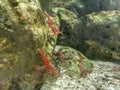 Red camel shrimp on rock under water