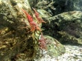 Red camel shrimp on rock under water