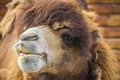 Red camel with the tongue Royalty Free Stock Photo