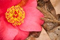 Red camellia Royalty Free Stock Photo