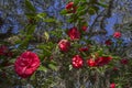 Red camellia blossoms, blue sky Royalty Free Stock Photo
