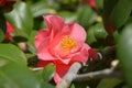 Red camellia blossoms with yellow stamens in bush Royalty Free Stock Photo