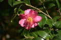 Red camellia blossoms with yellow stamens showed Royalty Free Stock Photo