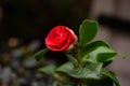 Red camellia bud opening Royalty Free Stock Photo