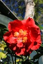 Red Camellia Flower